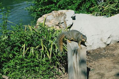 High angle view of squirrel on plants