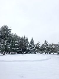 Pine trees on snow covered field against sky