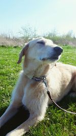 Close-up of dog sitting on field against sky