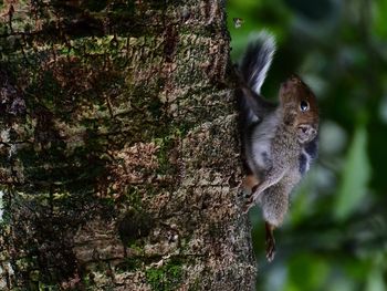 Close-up of squirrel on tree trunk