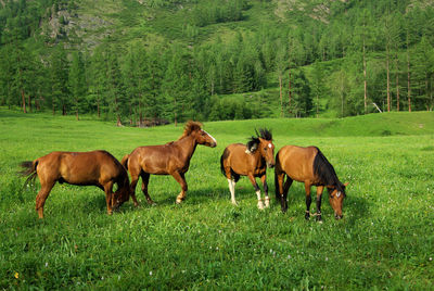 Horses on field