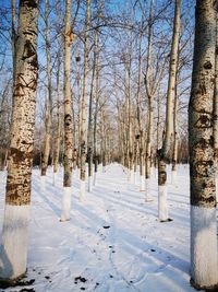 Bare trees on snow covered land