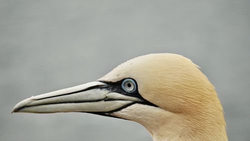 Close-up of a bird