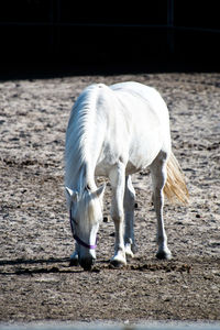 White horse grazing on field