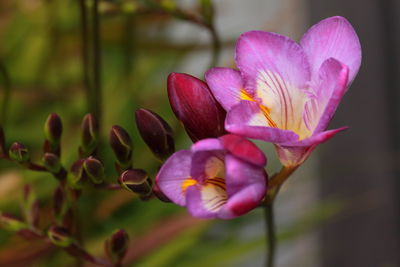 Close-up of pink flower