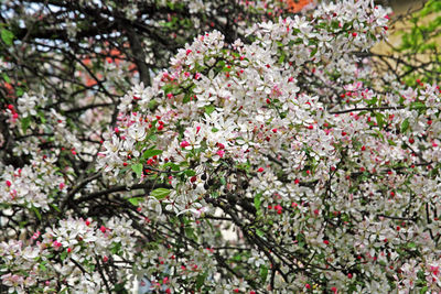 Cherry blossoms in park