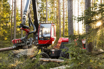 Feller buncher at work