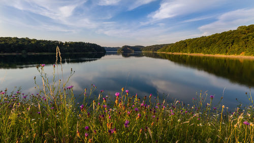 Scenic view of lake by trees against sky