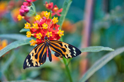 Close-up of butterfly pollinating on flower