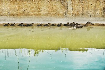 View of ducks swimming in lake