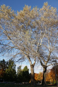 Low angle view of trees against sky