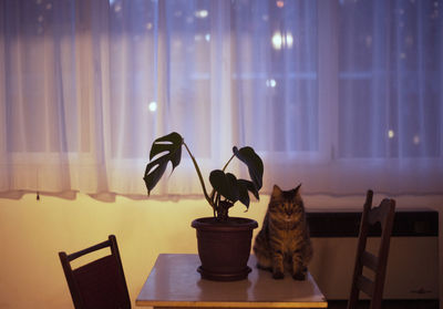 Cat sitting on table at home