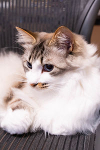 Close-up of a cat looking away