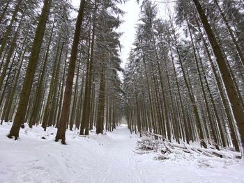 Trees on snow covered land during winter
