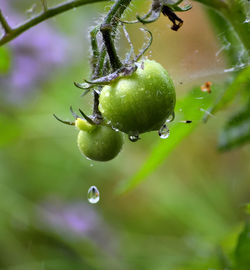 Close-up of wet fruit on tree
