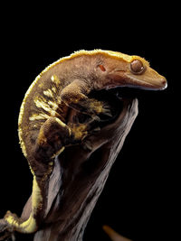 Close-up of lizard