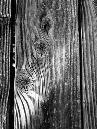 Full frame shot of tree trunk