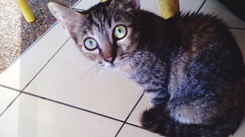 Portrait of cat
