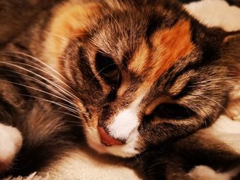 Close-up portrait of a cat