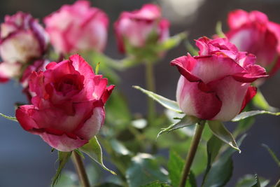 Close-up of pink rose