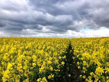 Scenic view of oilseed rape field against cloudy sky