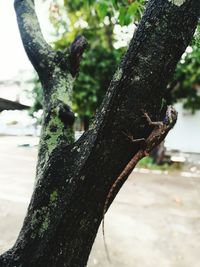 Low angle view of tree against blurred background