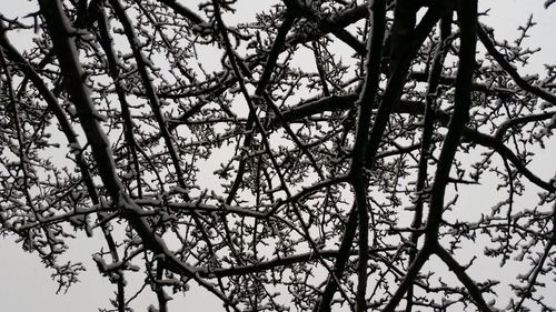 Low angle view of bare trees against sky