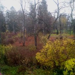 Trees in forest against sky during autumn