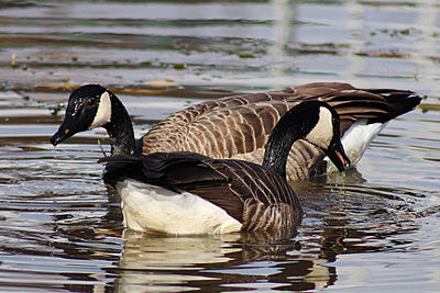 Side view of a duck swimming in lake