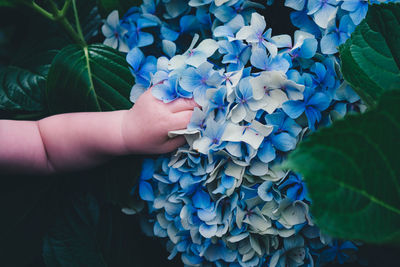 Cropped hand of baby touching hydrangeas blooming outdoors