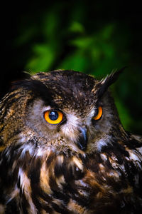 Close-up portrait of owl