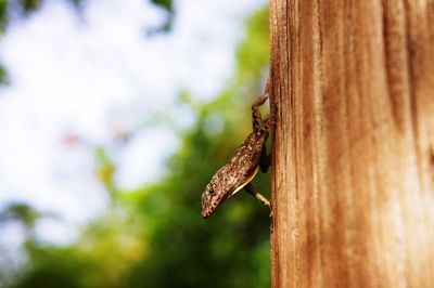 Close-up of lizard on tree