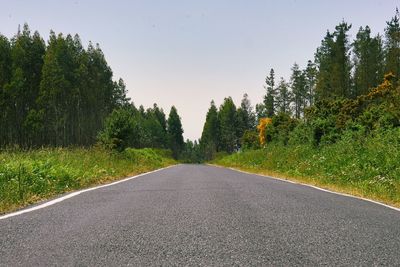 Surface level of road amidst trees against sky