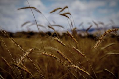 Close-up of stalks in field