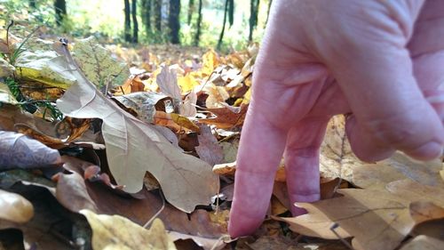 Close-up of hand holding autumn leaves