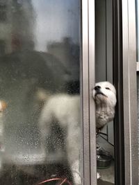 Close-up of dog looking through window