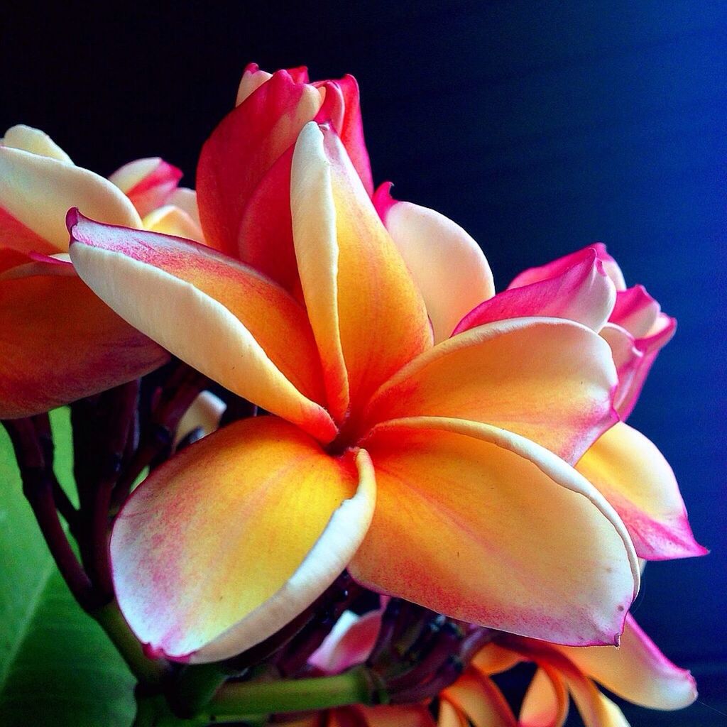 flower, petal, freshness, flower head, fragility, beauty in nature, tulip, close-up, yellow, growth, nature, blooming, single flower, studio shot, plant, pink color, blossom, in bloom, rose - flower, orchid