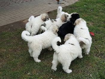 High angle view of dogs on field