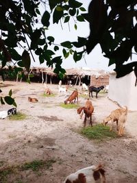 View of an animal on field
