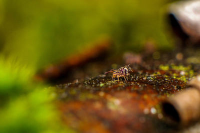 Close-up of ant on the ground