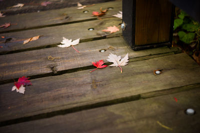 Close-up of wooden plank