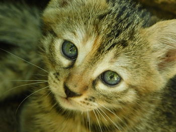 Close-up portrait of cat