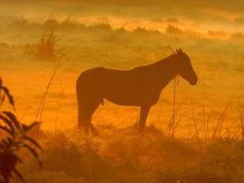 Silhouette horse standing on field against sky during sunset