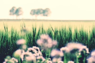 Plants growing on field