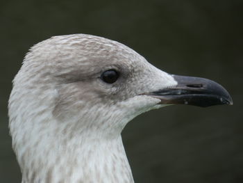 Close-up of bird