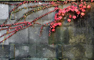 Close-up of pink flowers against brick wall