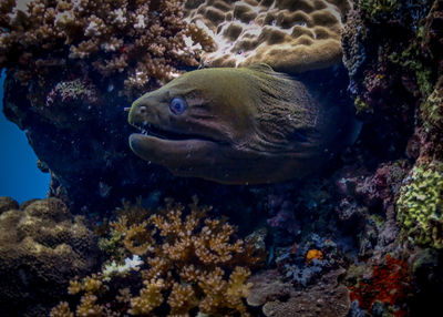 Fish swimming in sea
