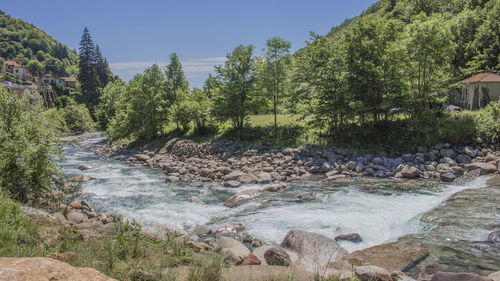 View of trees by river