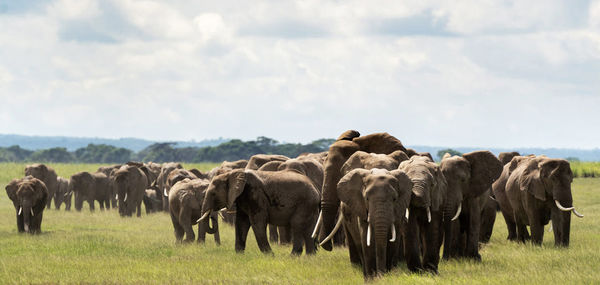 Elephants walking in a field