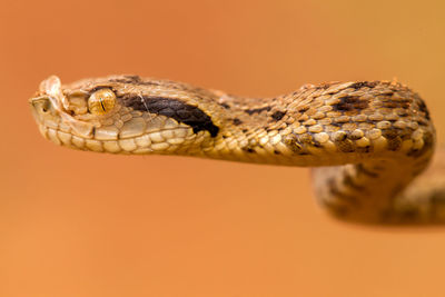 Close-up of snake against orange background